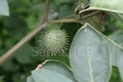 Datura metel